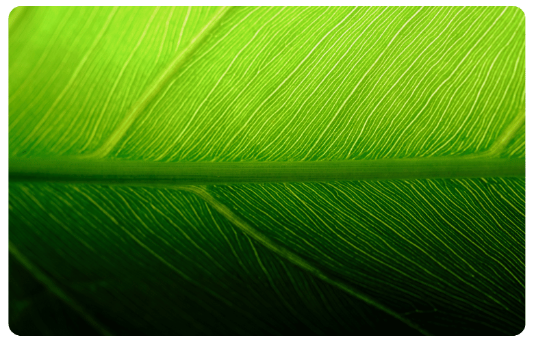 Caxton-NEWWEB-CardFrame-Business-Leaf-2