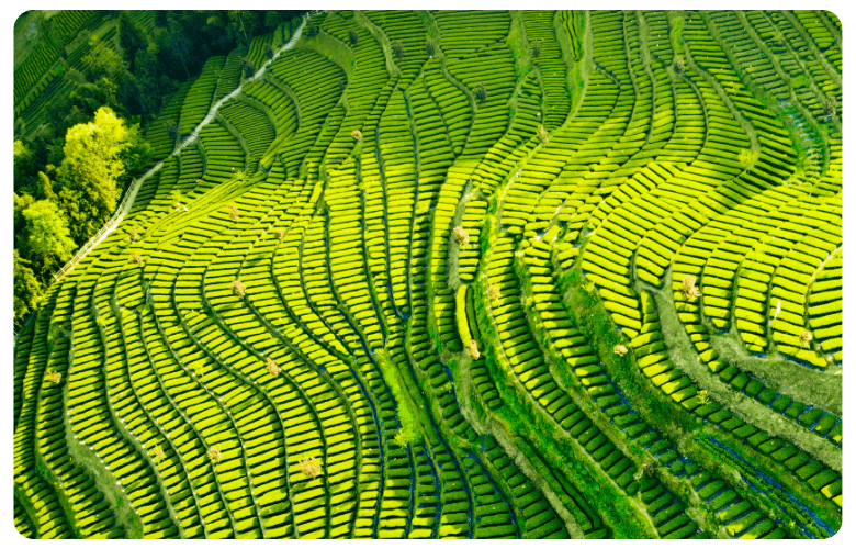 Caxton-NEWWEB-CardFrame-Tea-Fields-China