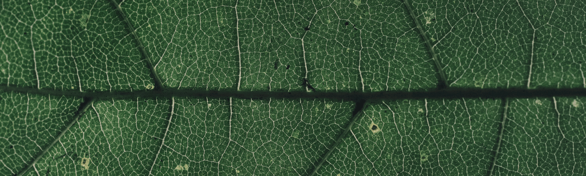 Caxton-NEWWEB-HERO-Option-Leaf-Green1