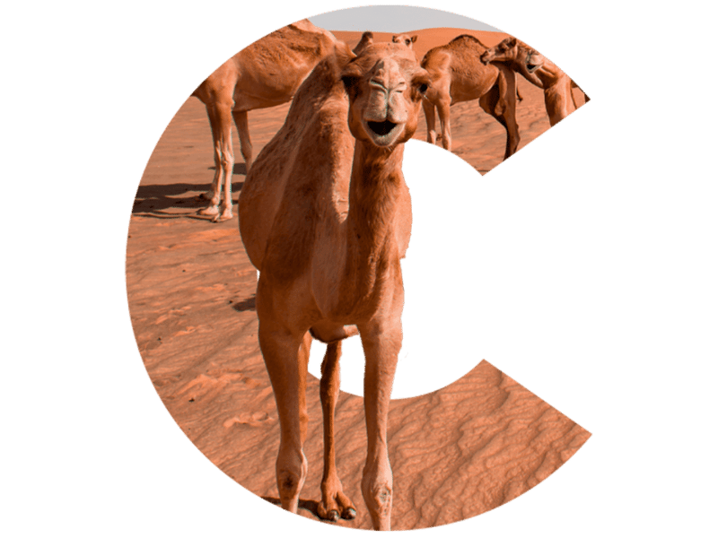 web_bigC_UAE_camel_800x600