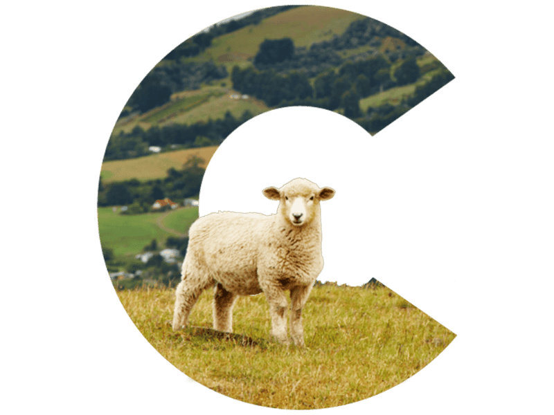 web_bigC_new_zealand_sheep_800x600