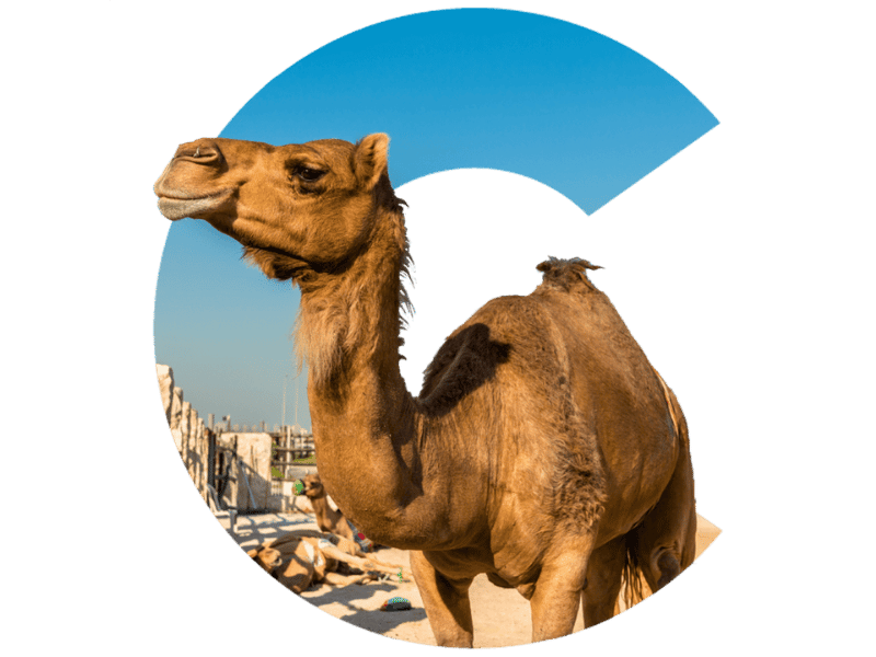 web_bigC_qatar_camel_800x600