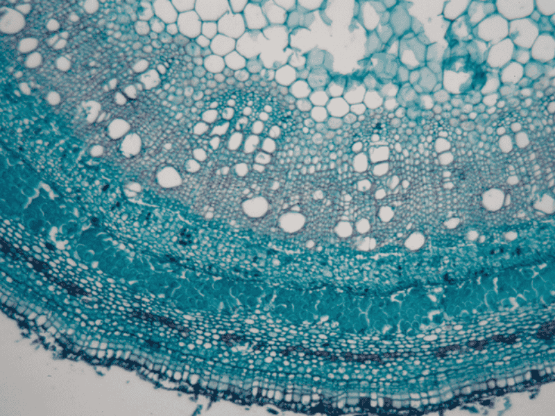 web_caxton_lifescience_800x600